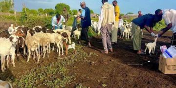 جوبالاند تعزز صحة المواشي بخدمات بيطرية متطورة