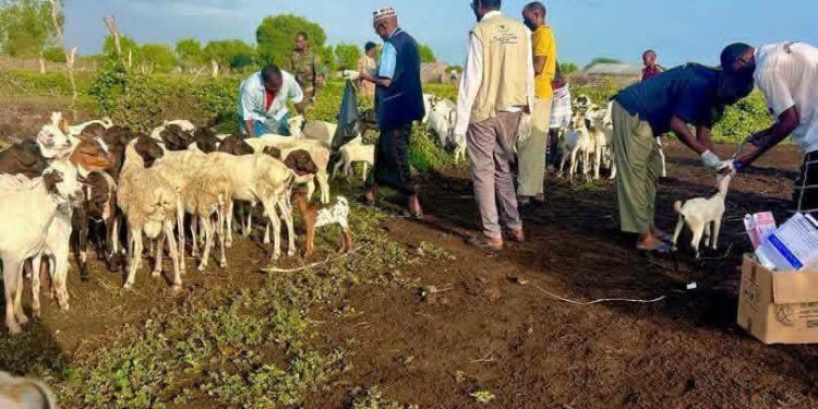 جوبالاند تعزز صحة المواشي بخدمات بيطرية متطورة