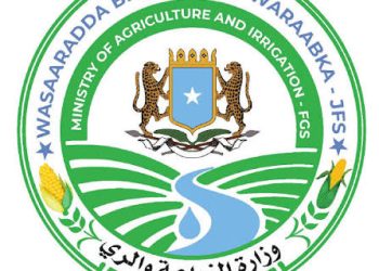 مقديشـو تنفي استيراد موز كيني بكميات كبيرة