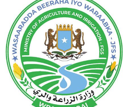 مقديشـو تنفي استيراد موز كيني بكميات كبيرة